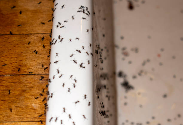 Best Cockroach Control Services  in College Park, GA